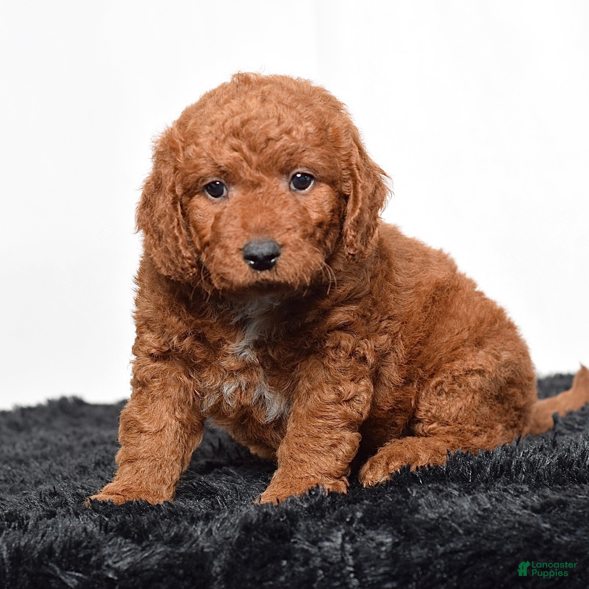 Mini Goldendoodle dogs for sale:  Malcolm - Ad 7