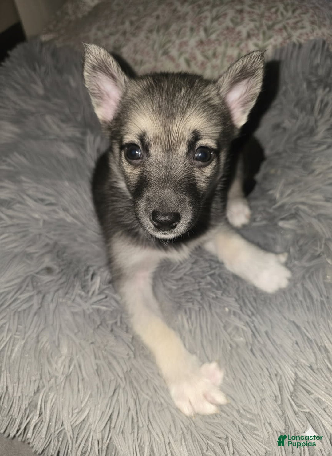 Gerberian Shepsky dogs for sale: Peanut  - Ad 1