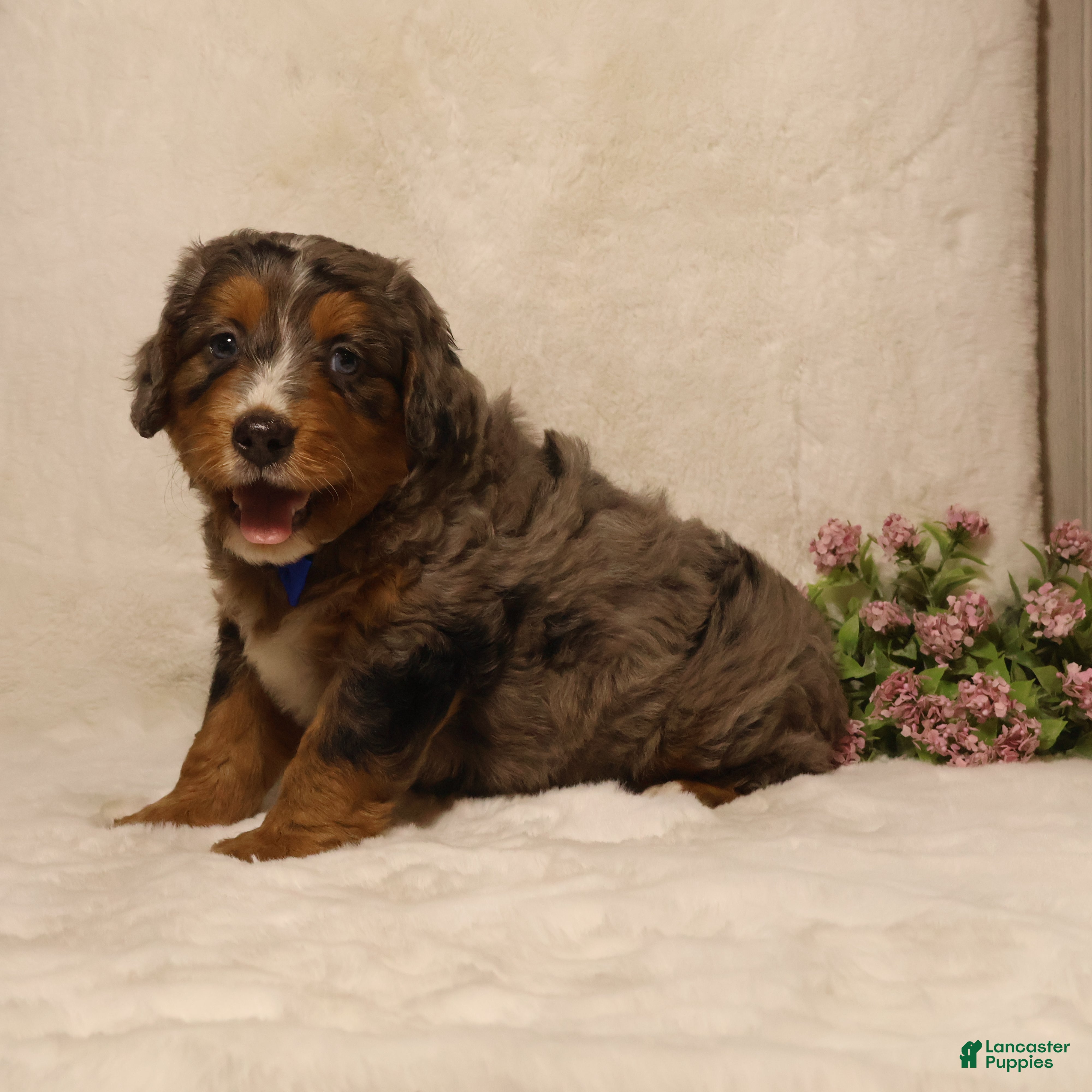 Mini Bernedoodle dogs Rocky - Ad 1