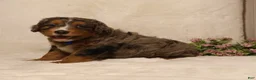 Mini Bernedoodle dogs for sale: Rocky - Ad 1