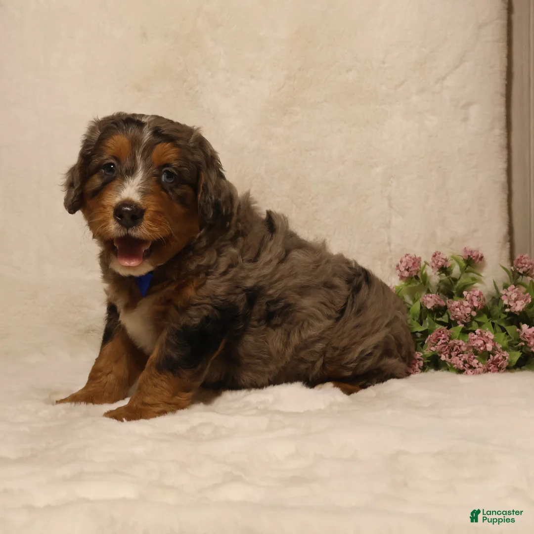 Mini Bernedoodle dogs for sale: Rocky - Ad 1