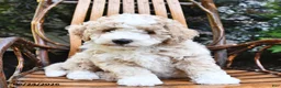 Mini Bernedoodle dogs for sale: Teddy - Ad 2