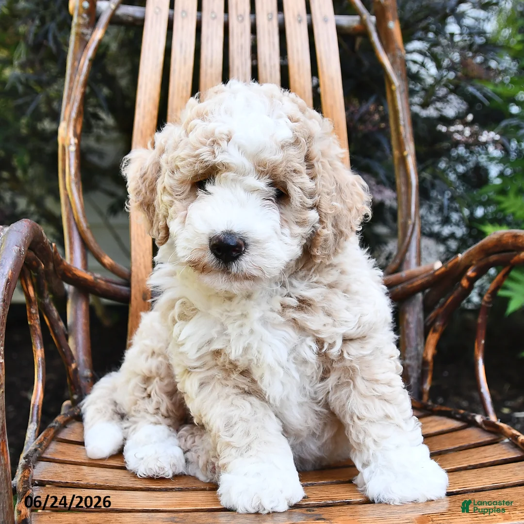 Mini Bernedoodle dogs for sale: Teddy - Ad 2