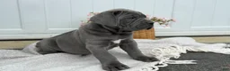 Cane Corso dogs for sale: Bane - Ad 11