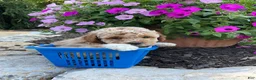 Miniature Poodle dogs for sale: Chubby  - Ad 5