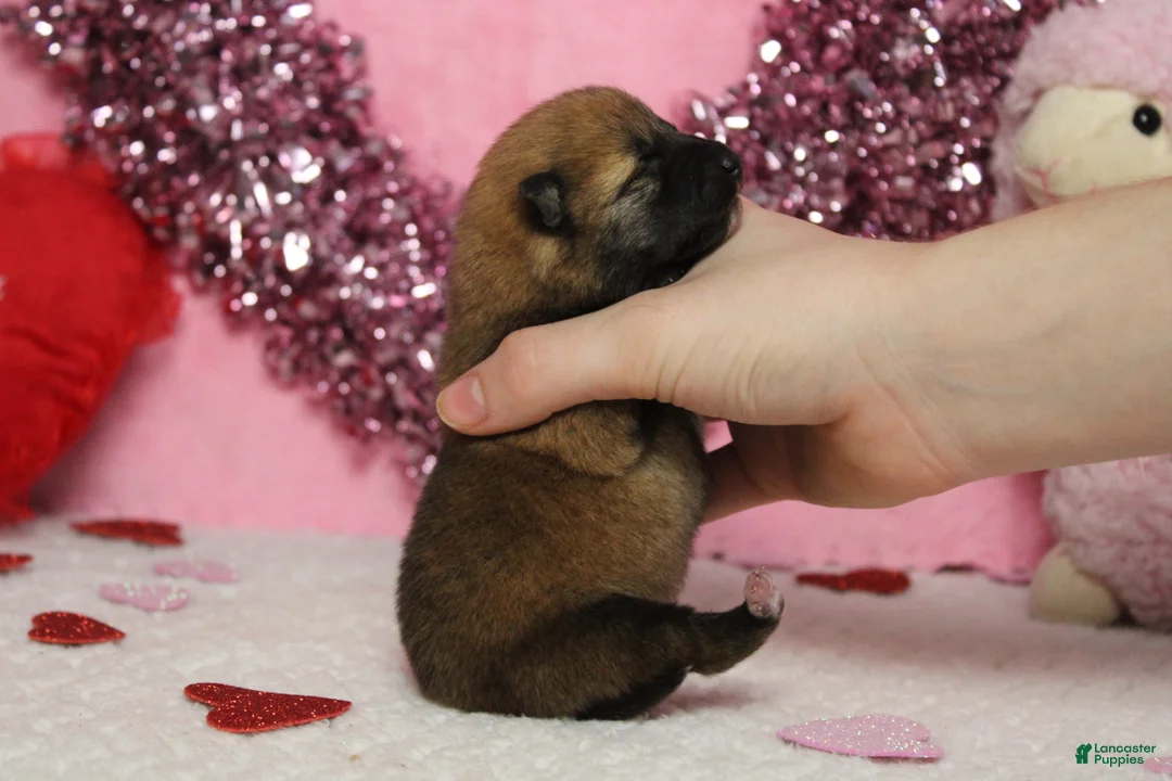 Shiba Inu dogs for sale: Blizzard  - Ad 7