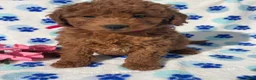 Mini Goldendoodle dogs for sale: Violet - Ad 4