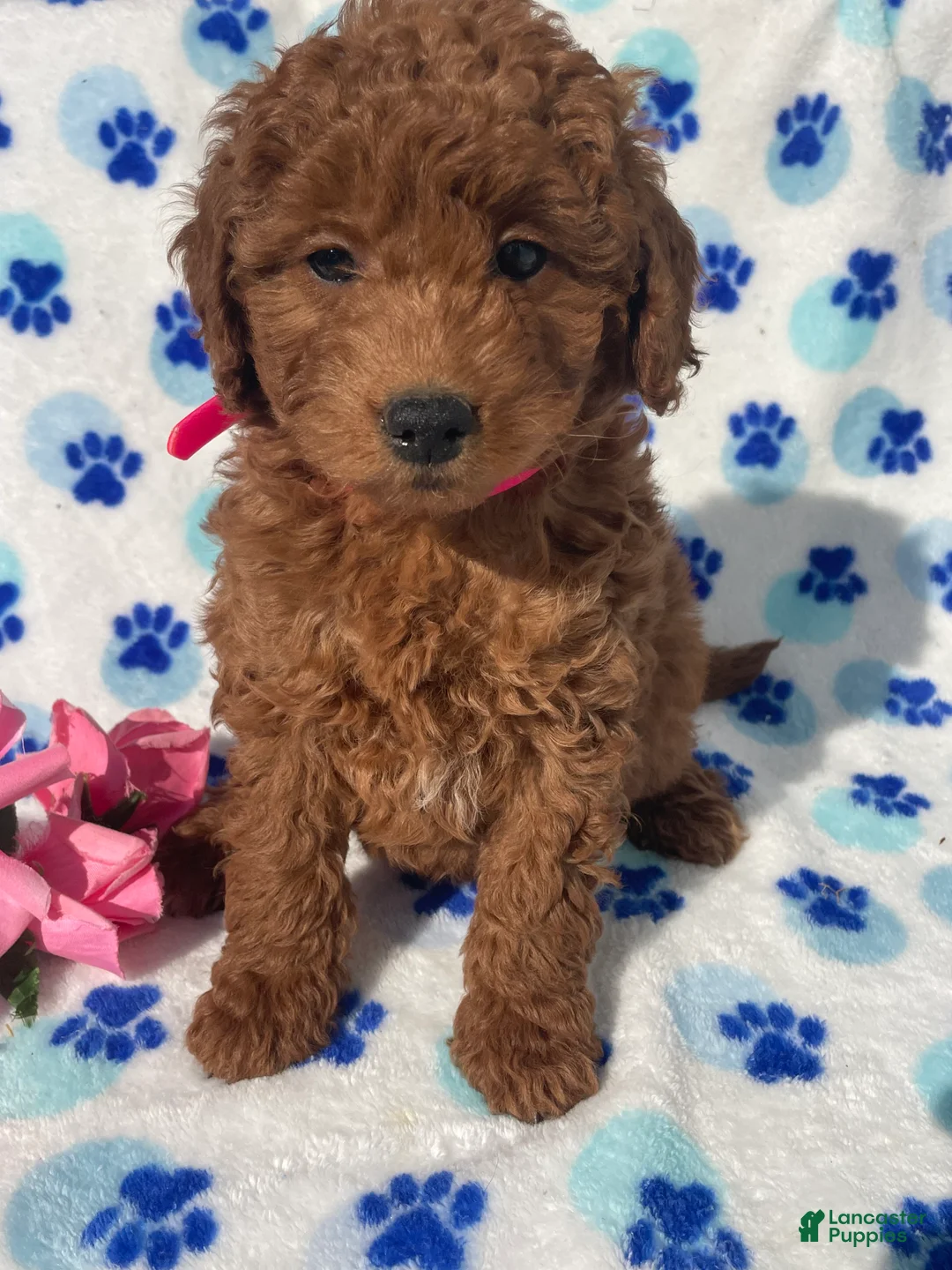 Mini Goldendoodle dogs for sale: Violet - Ad 4