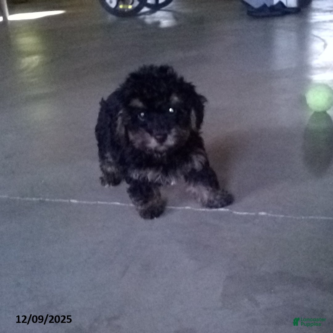 Yorkiepoo dogs for sale: Tyler - Ad 2