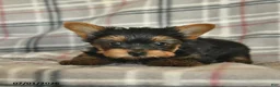 Yorkshire Terrier dogs for sale: Lexi  - Ad 4