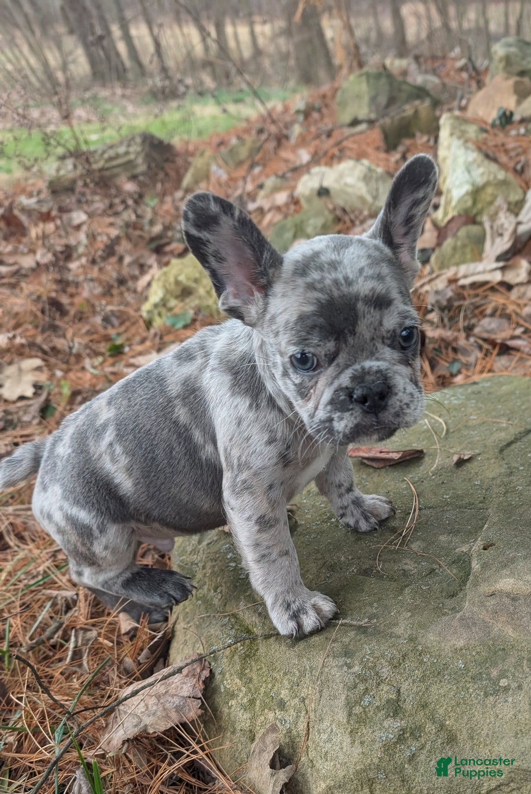 French Bulldog dogs for sale: Earl Gray - Ad 1