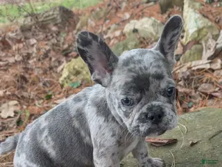 French Bulldog dogs Earl Gray - Ad 36