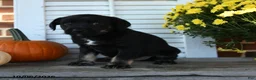 Mixed Breed dogs for sale: Midnight - Ad 3