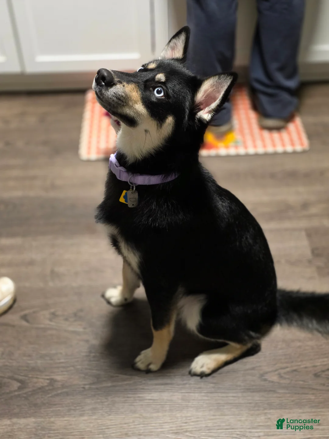 Pomsky dogs for sale: Pomsky 1 - Ad 2