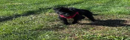 Yorkiepoo dogs for sale: Momo - Ad 4