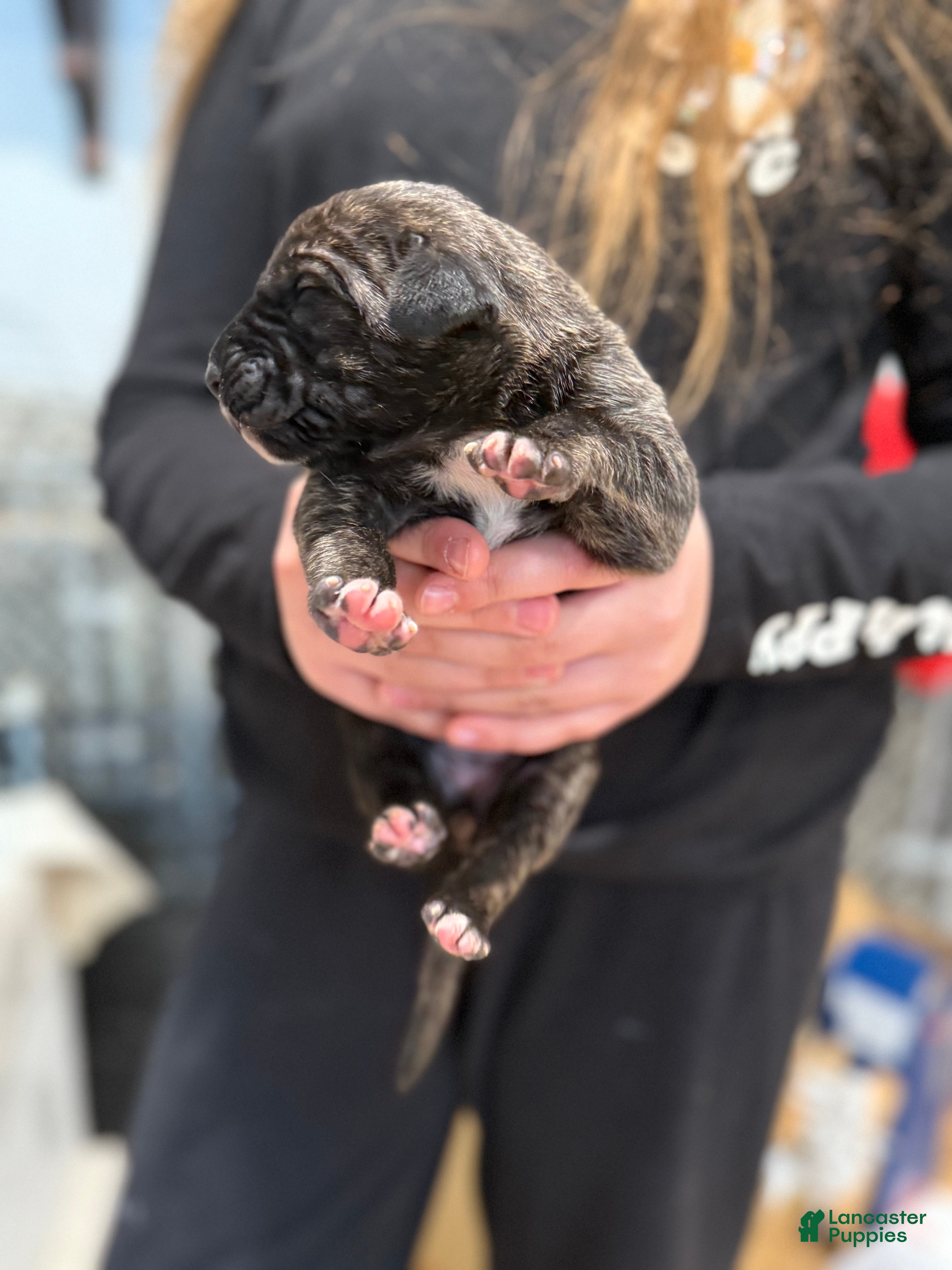 Great Dane dogs Brindle female  - Ad 37