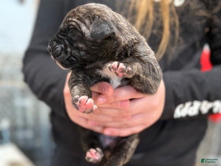 Great Dane dogs Merle - Ad 30