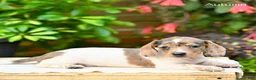 Miniature Dachshund dogs for sale: Autumn  - Ad 3