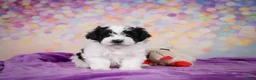 Maltipoo dogs for sale: Tyler - Ad 11