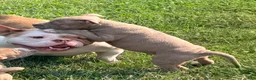 American Bully dogs for sale:  Trueno - Ad 2