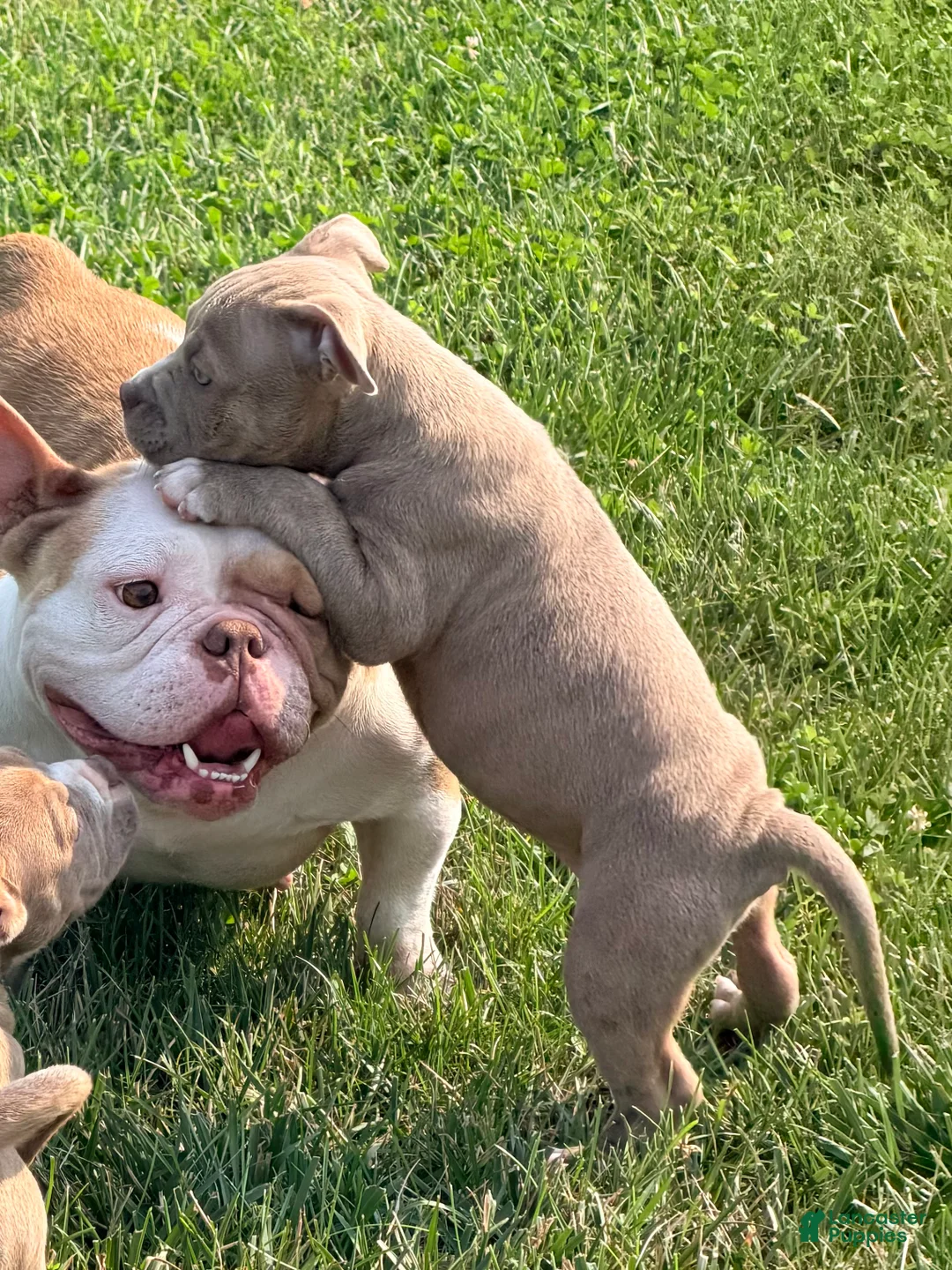 American Bully dogs for sale:  Trueno - Ad 2