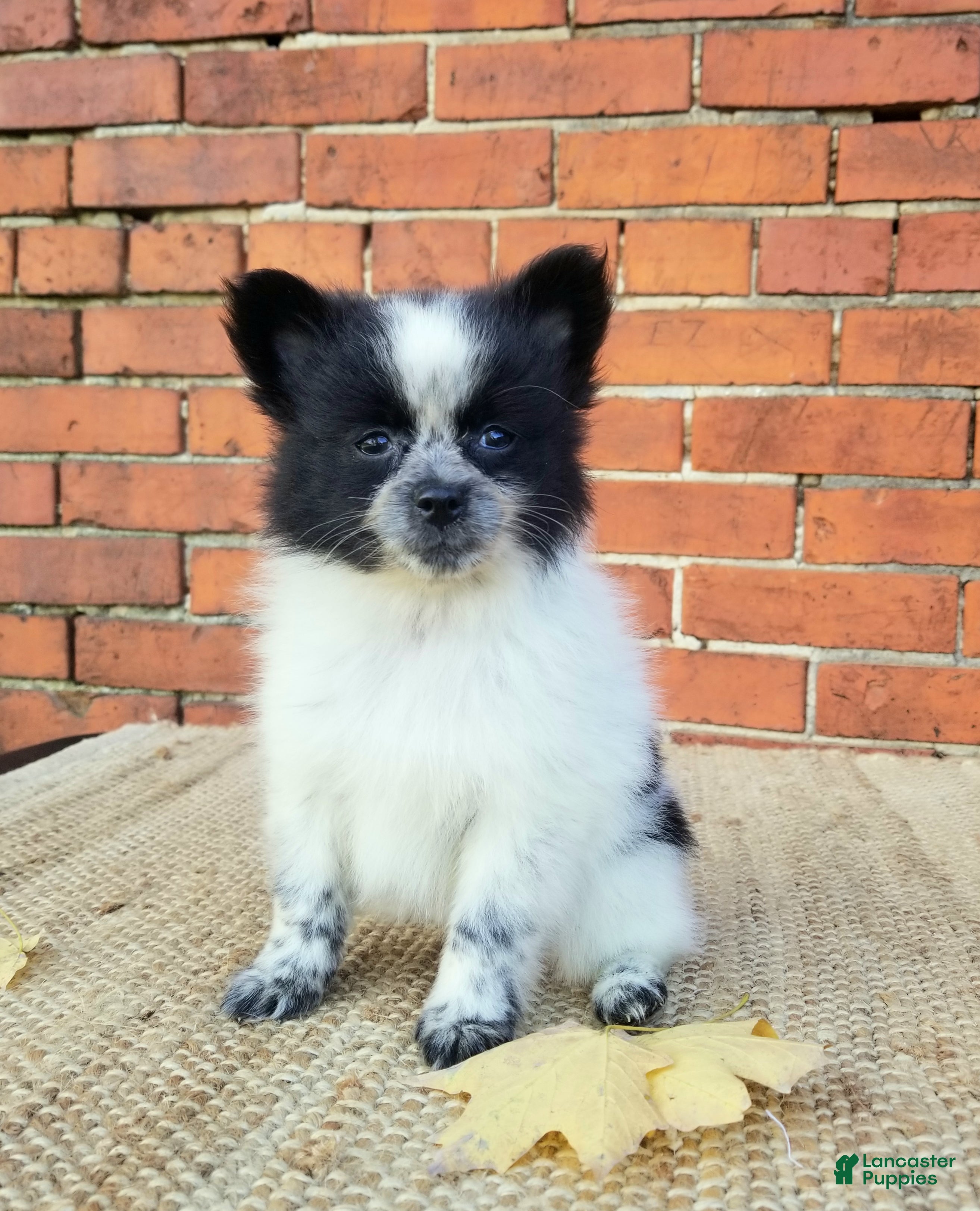 Pomeranian dogs Zoey  - Ad 1
