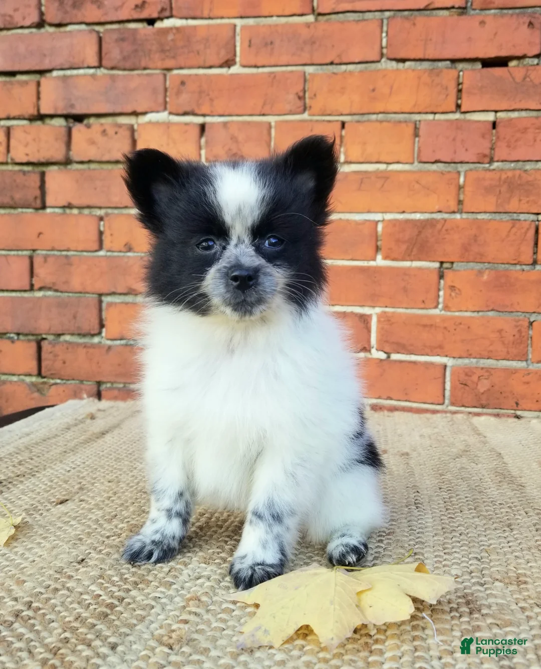 Pomeranian dogs for sale: Zoey  - Ad 1