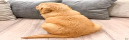 Golden Retriever dogs for sale: Jasper - Ad 6