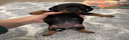 Miniature Dachshund dogs for sale: Miniature Dachshund 4 - Ad 10