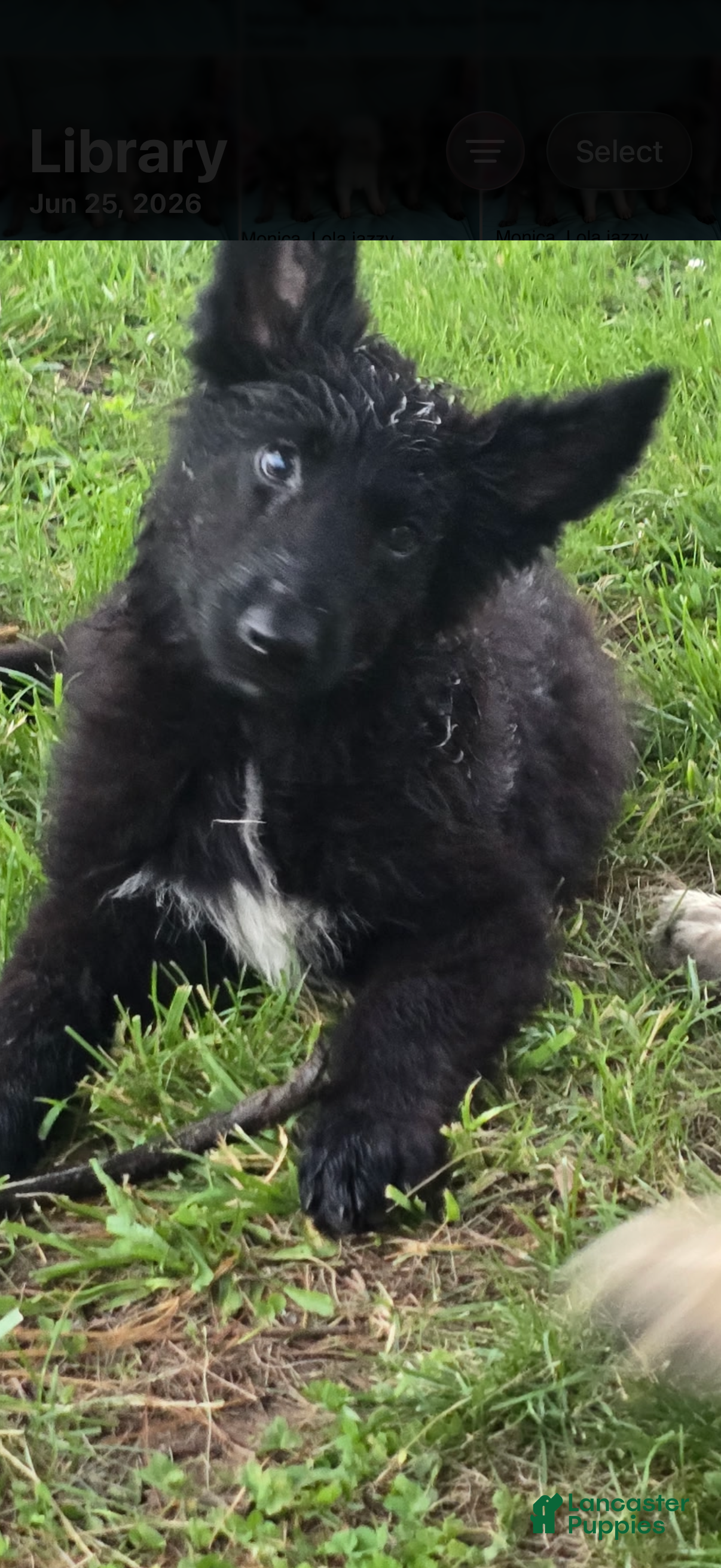 German Shepherd dogs German Shepherd 2 - Ad 2