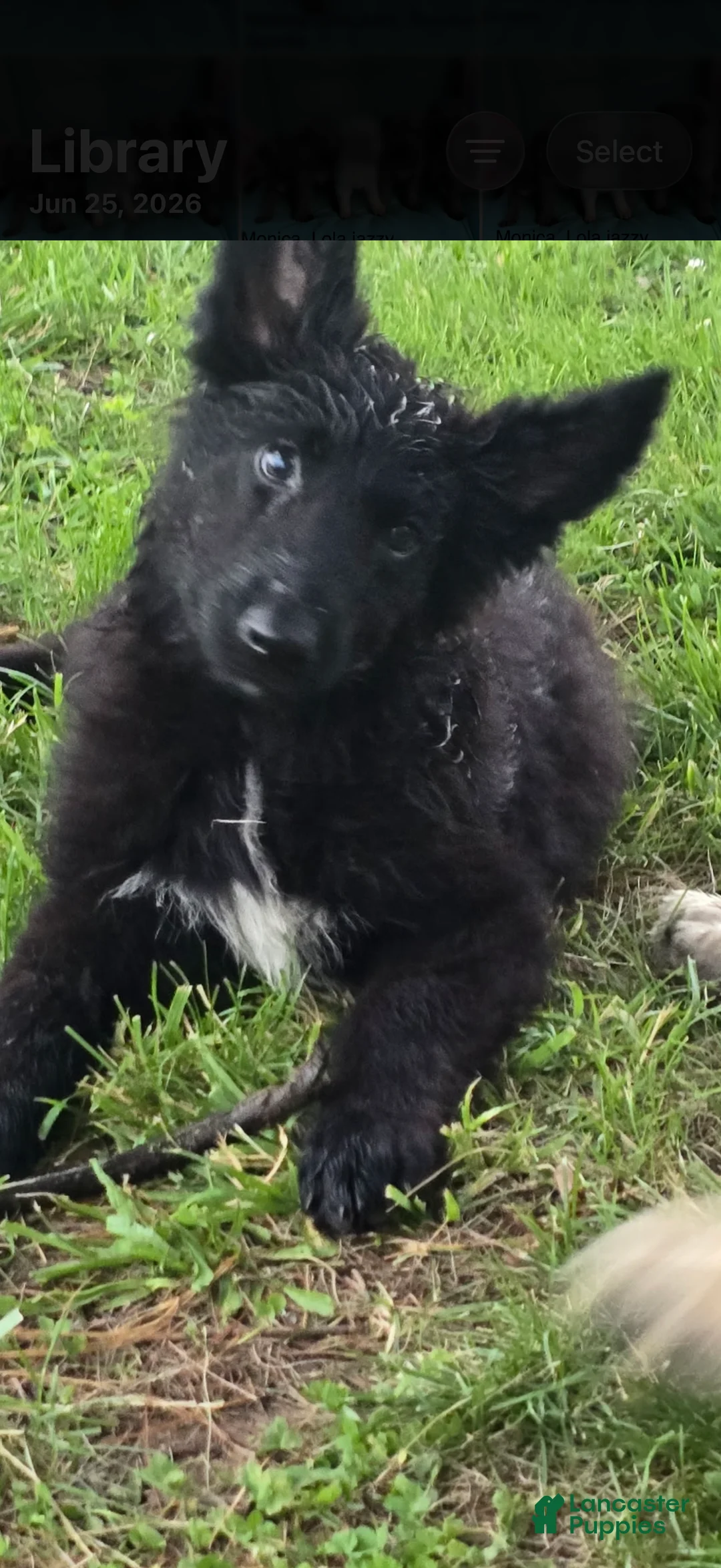 German Shepherd dogs for sale: German Shepherd 2 - Ad 2