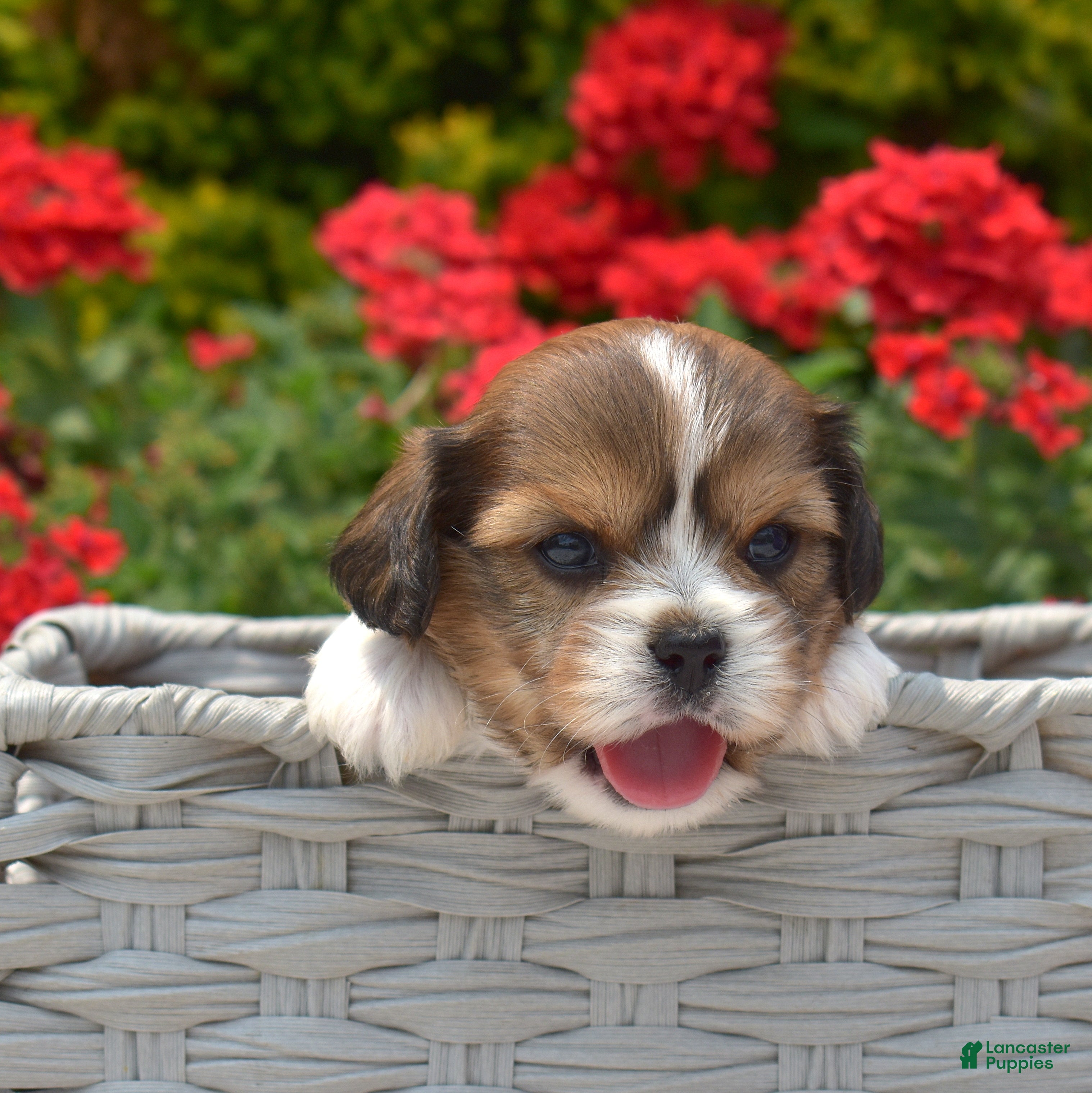 Mixed Breed dogs Birch - Ad 1
