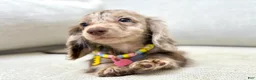 Dachshund dogs for sale: Dachshund Puppy 5 - Ad 8