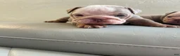 English Bulldog dogs for sale: English Bulldog 1 - Ad 4