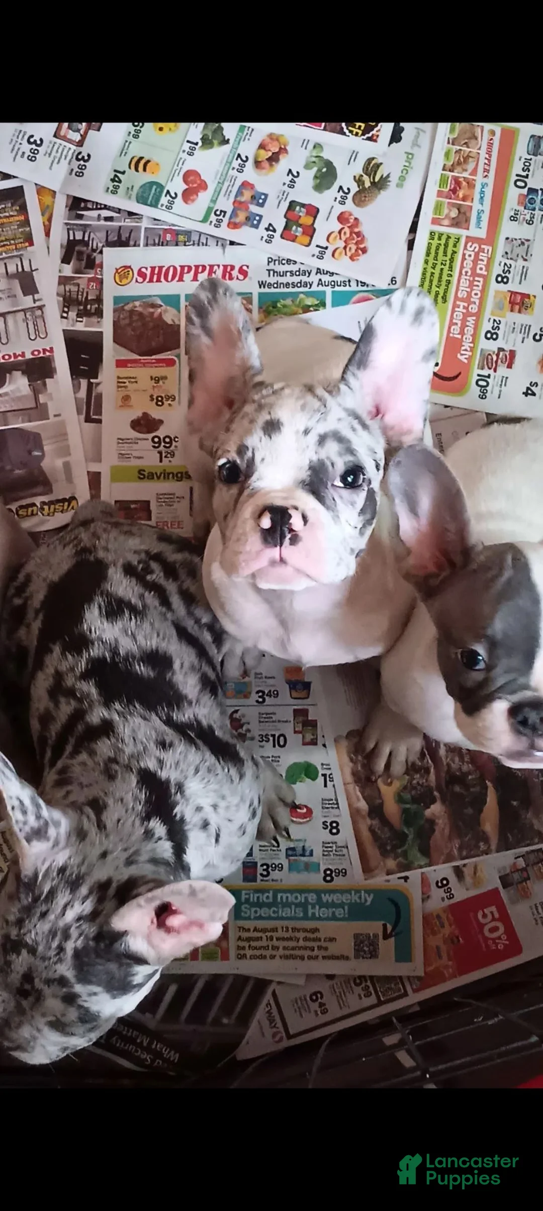 French Bulldog dogs for sale: Facee - Ad 17