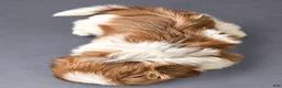 Shih Tzu dogs for sale: Daisy - Ad 2