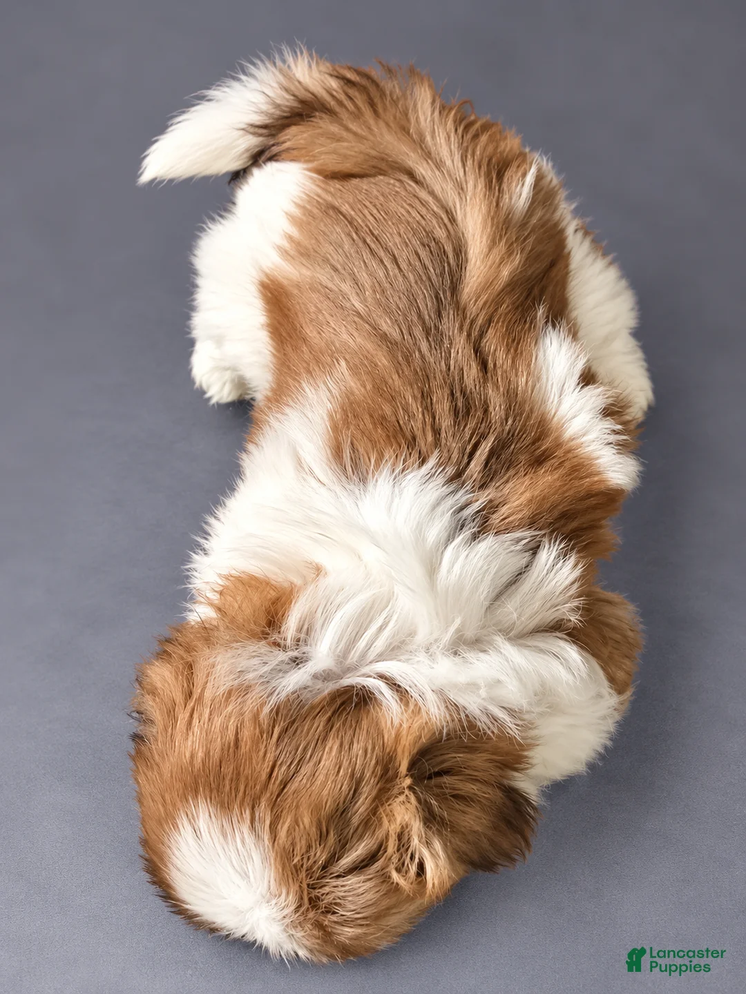 Shih Tzu dogs for sale: Daisy - Ad 2