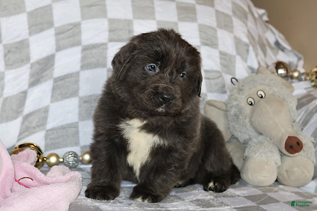 Newfoundland dogs for sale: Dolly - Ad 2