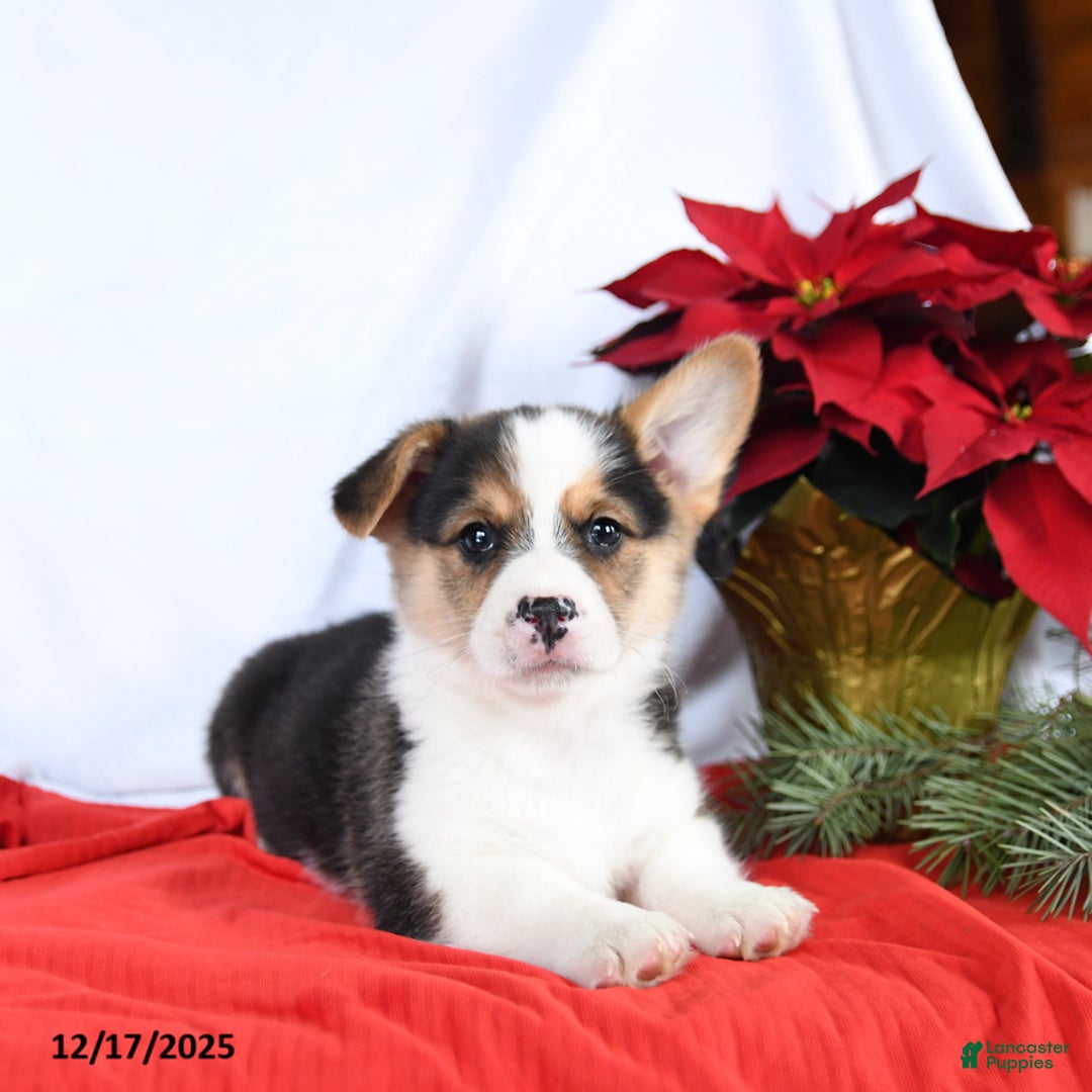 Welsh Corgi Pembroke dogs for sale: Randy - Ad 2