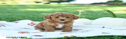 Toy Poodle dogs for sale: Cinnamon - Ad 5