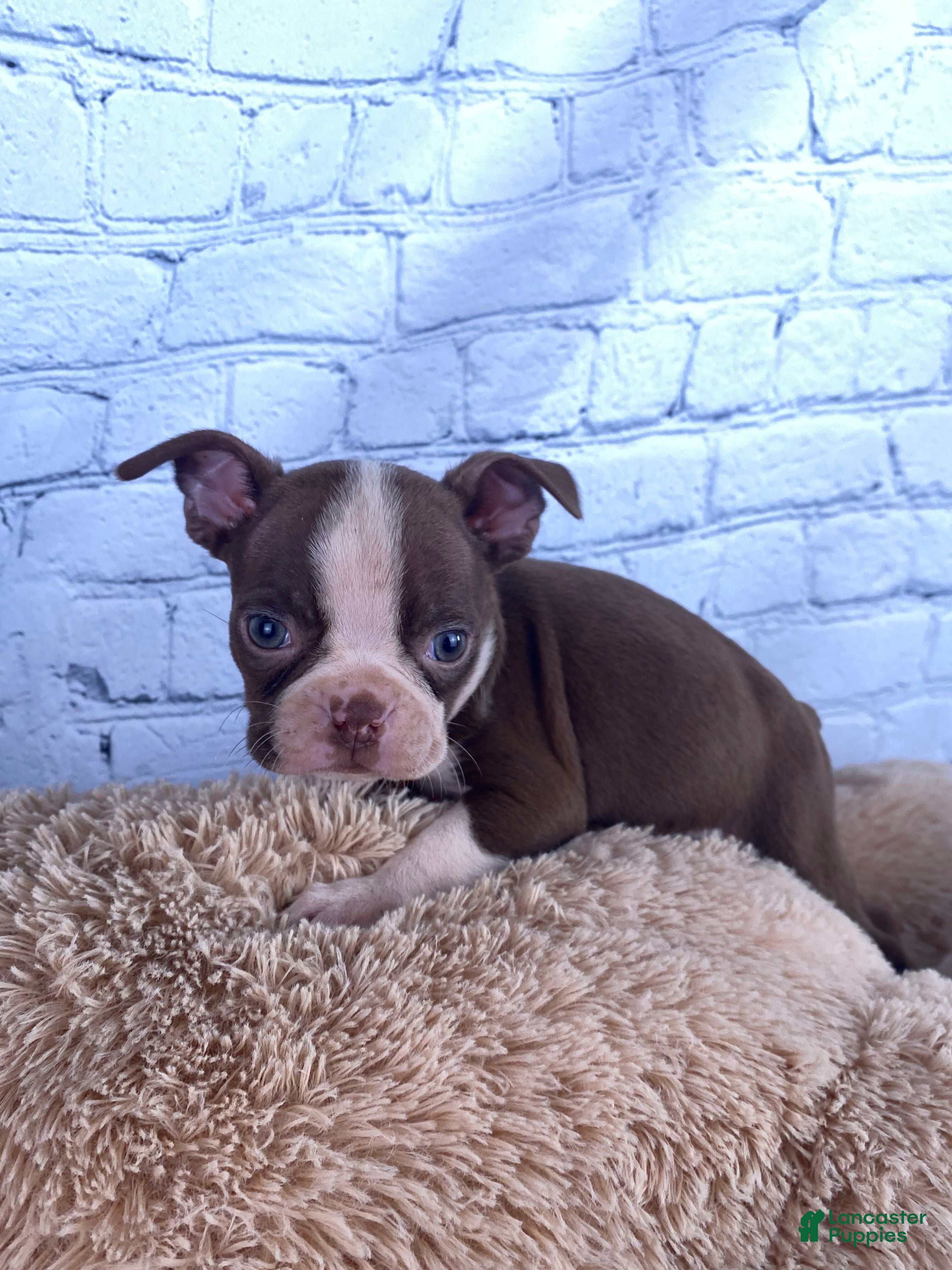 Boston Terrier dogs Rex - Ad 1