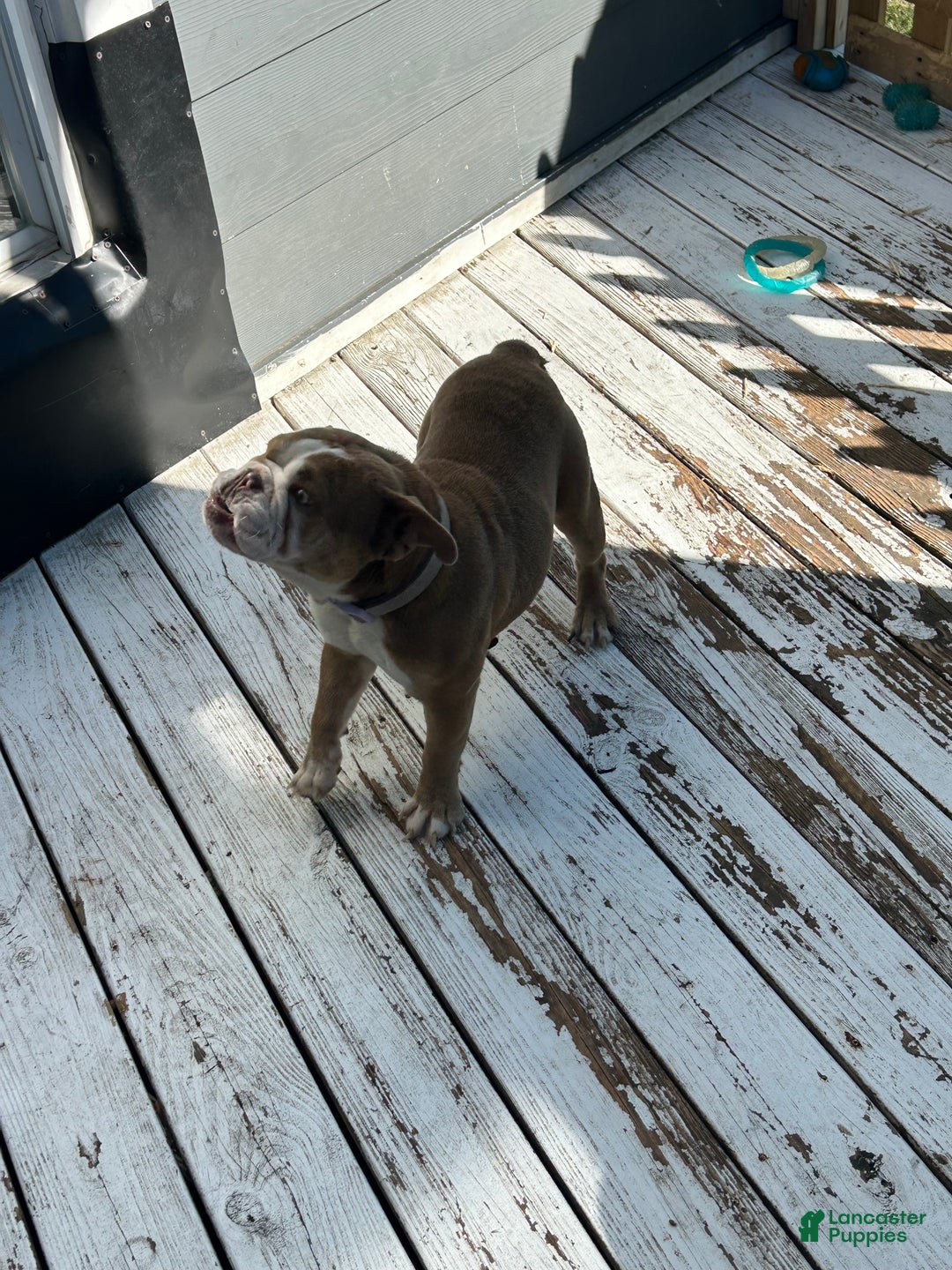 English Bulldog dogs for sale: Gucci  - Ad 6