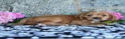 English Cocker Spaniel dogs for sale: Tommy - Ad 4