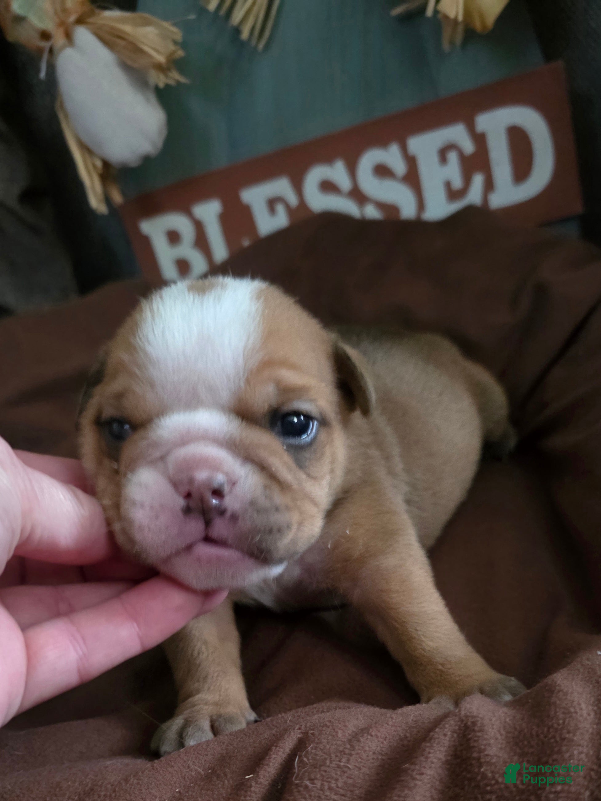 English Bulldog dogs English Bulldog 1 - Ad 1