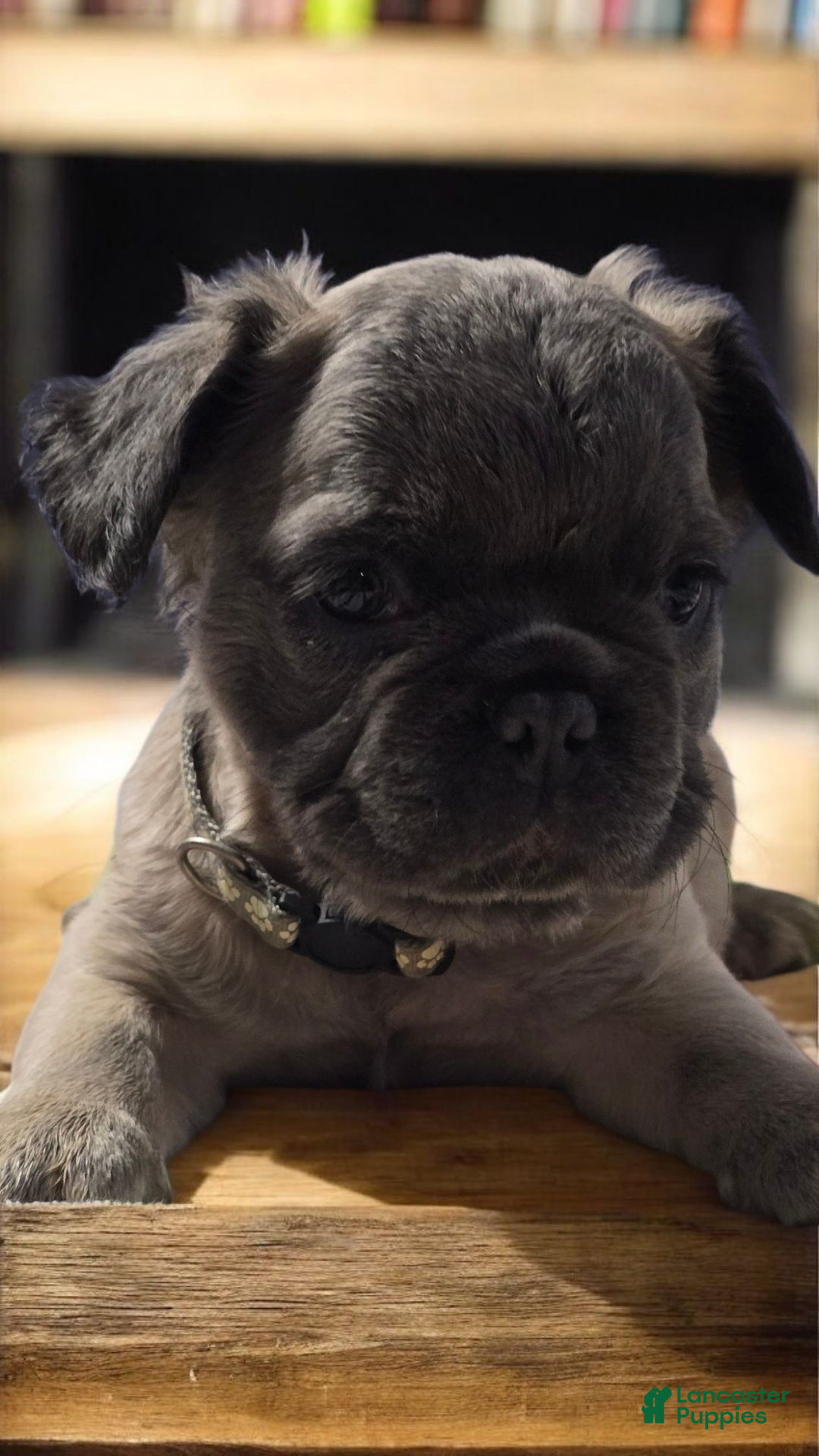 French Bulldog dogs for sale: Fluffy French Bulldog Bruno - Ad 11