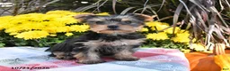 Yorkshire Terrier dogs for sale: Twyla - Ad 3