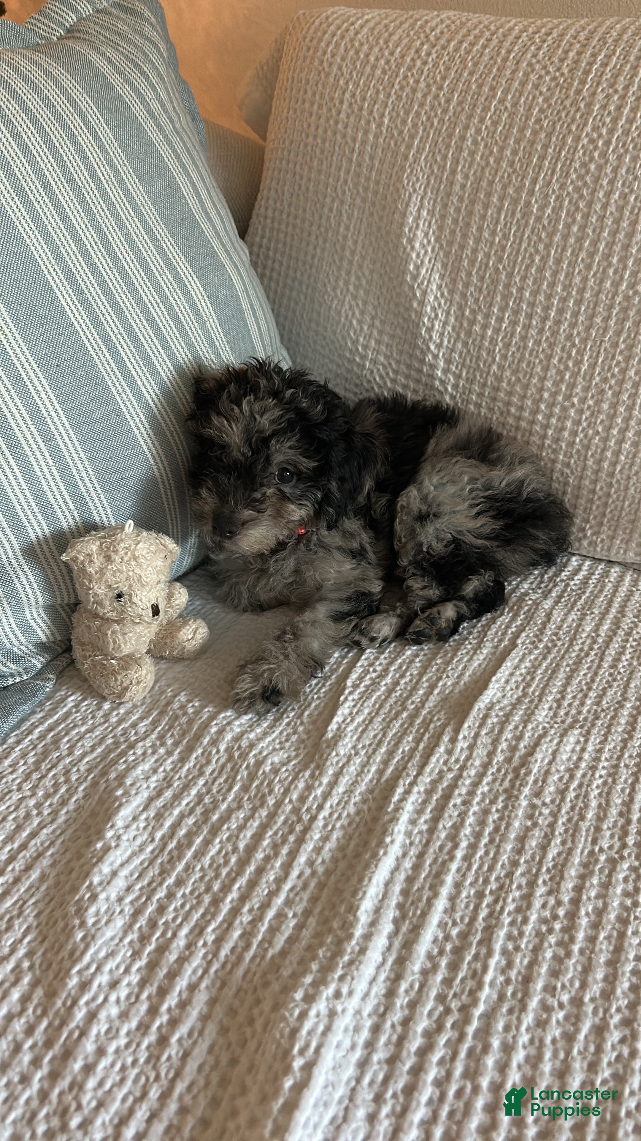 Toy Poodle dogs Toy Poodle Puppy 1 - Ad 16