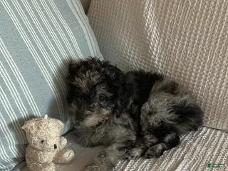 Toy Poodle dogs Toy Poodle Puppy 1 - Ad 16