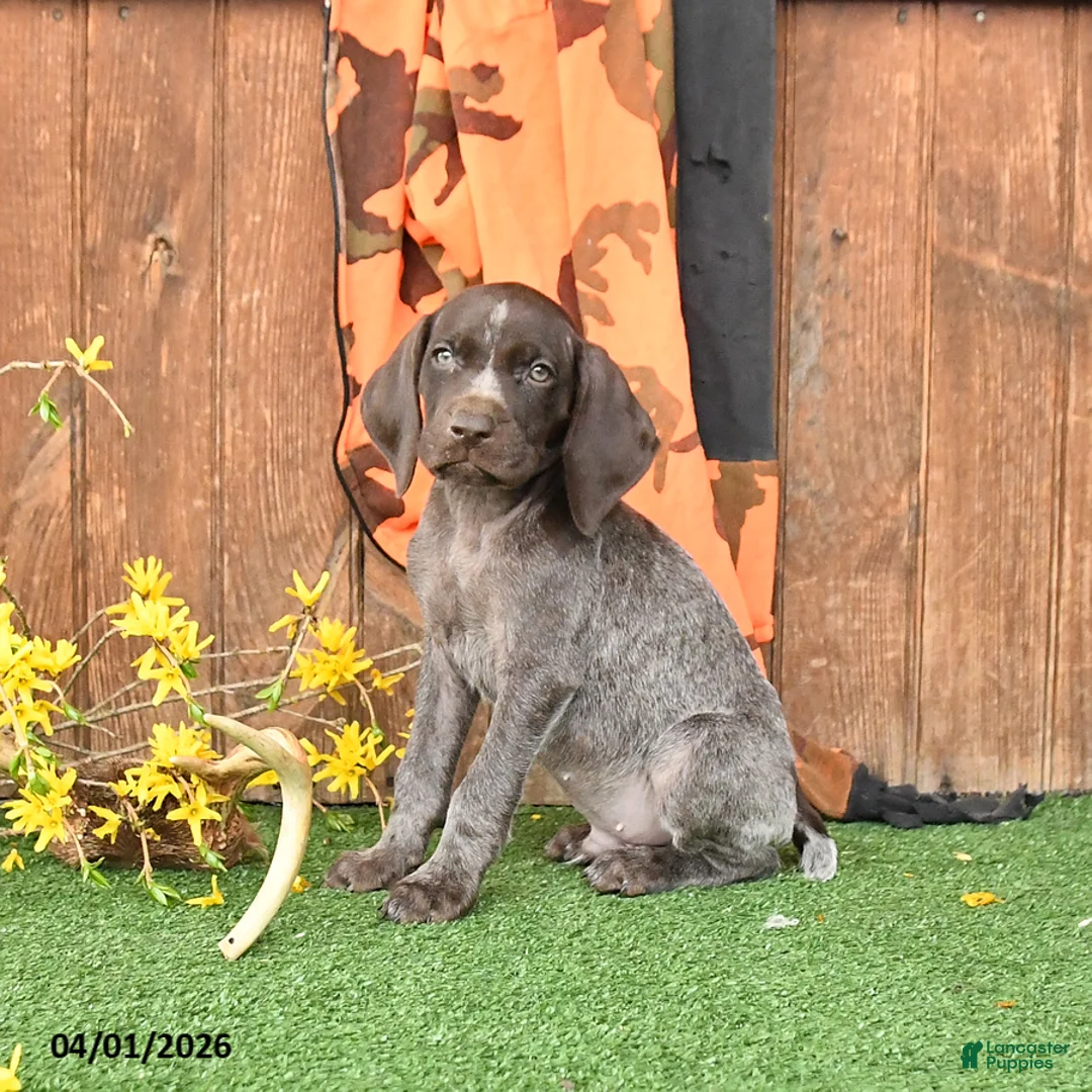 German Shorthaired Pointer dogs for sale: Logo - Ad 2