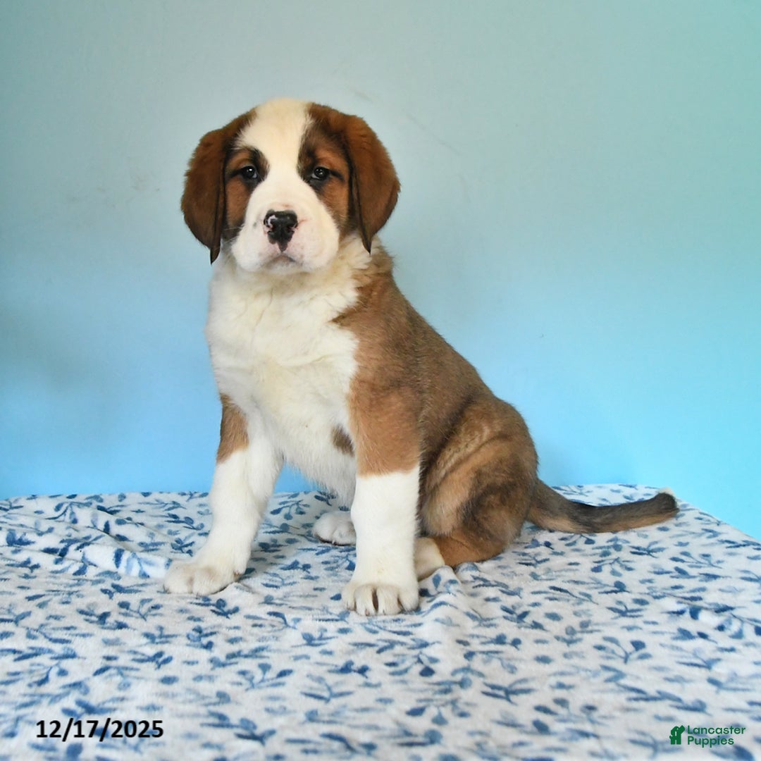 Mixed Breed dogs for sale: Bree - Ad 1